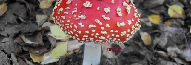 Champignons