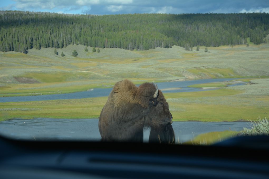 Bonus : Les Animaux de Yellowstone 