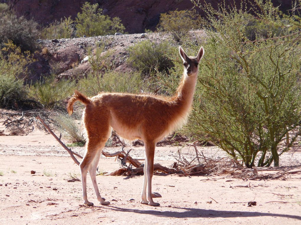 Album - 11 ISCHIGUALASTO-Y-TALAMPAYA---ARGENTINA