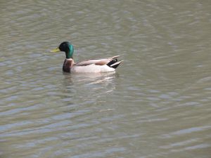 Des Canards colverts