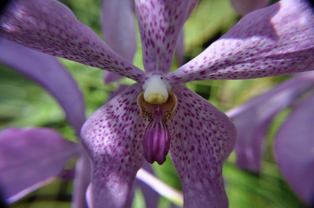 Album - 006-Botanic-Garden-Singapore