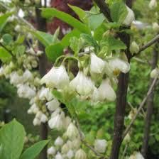 Perce-neige en arbre