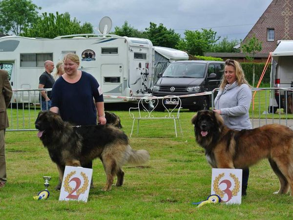 Volckernchove mai 2016: Juge Hedd ,Mistral 3eme EXC,Nhala 2eme TB