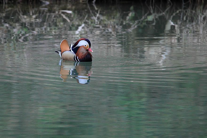 Album - Faune-Oiseau-6