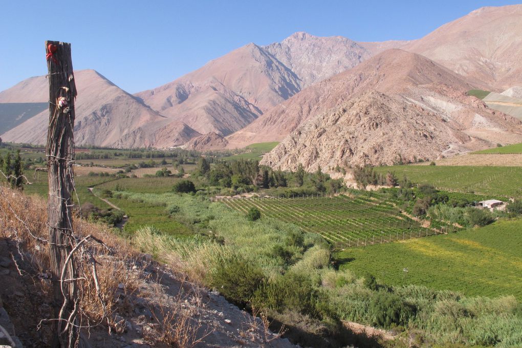 la vallee du pisco un alcool a partir de vendange tardive