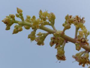 Fleur du jour (36) - Fleurs de manguier