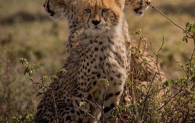 geographicwild:
.
Photo by @talib.a.almarri Serengeti, Tanzania. #nature #wildlife #ig_africa #wildlifeartist #cheetah #serengeti #tanzania