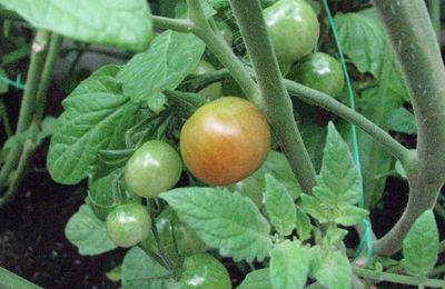 Des tomates mures et l'aneth montre le bout de son nez