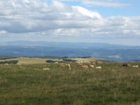 Sortie au crépuscule du 17 /07/2014 Le mailhe-Buau