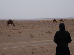 Le désert en bref