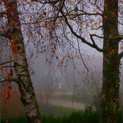Brouillard d'automne - 