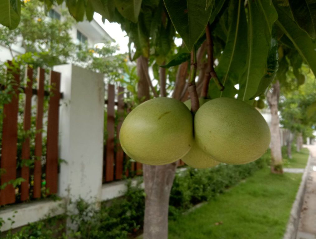 Connaissez vous l'arbre à suicide ?