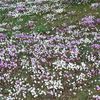 Cyclamens near the lake of Orient