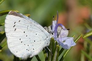 L'azuré du nerprun, un papillon bleu apprécié des fourmis