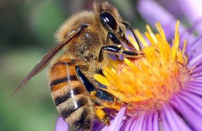 Effondrement spectaculaire des populations d’abeilles au Japon