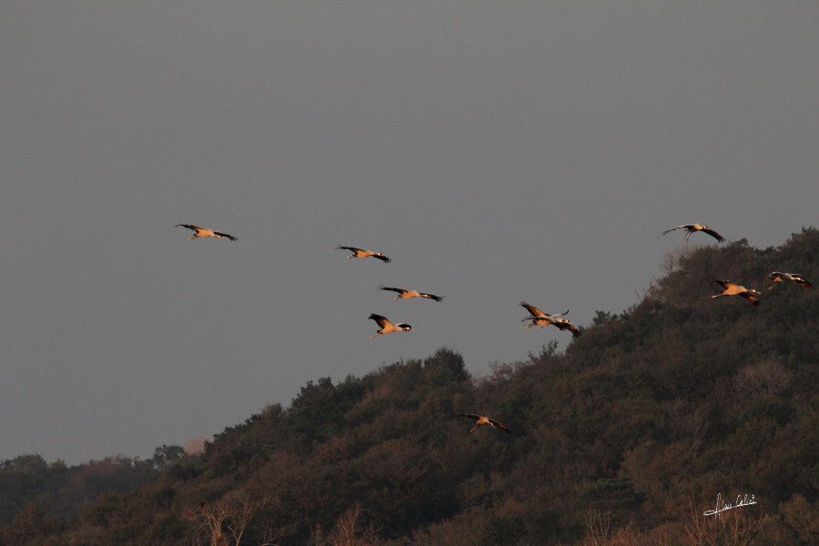 Grues cendrées