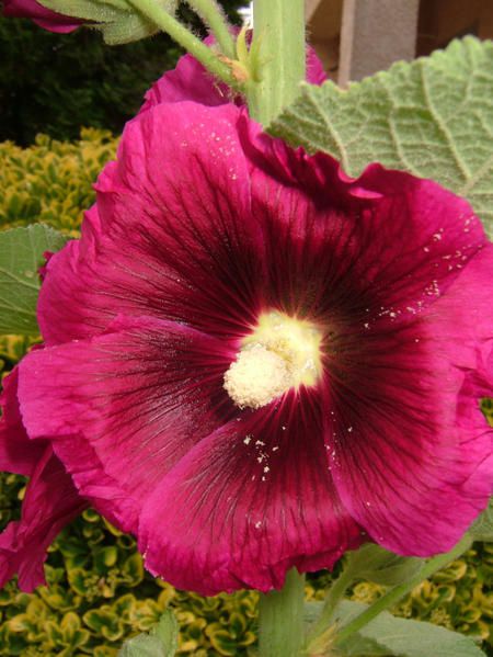 fleurs de mon jardin ou sauvages, insectes, animaux etc