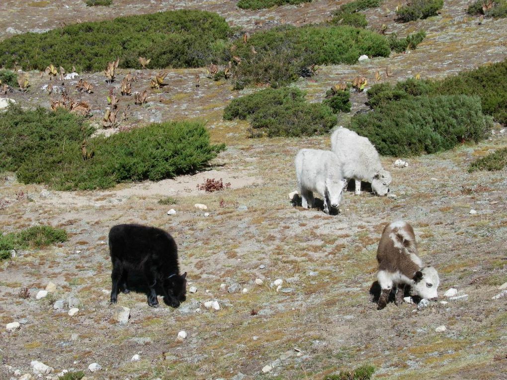 De Pheriche à Namche Bazaar