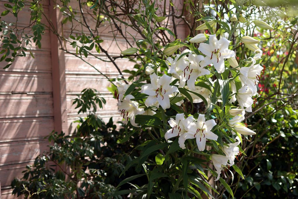 Fleurs d'été de mon jardin.