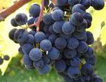 #Montepulciano Producers Wisconsin Vineyards