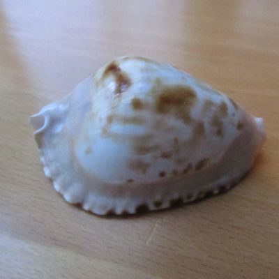 CYPRAEA : ZOILA MARGINATA