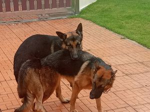 Un successeur à Batman mon amour de chien...