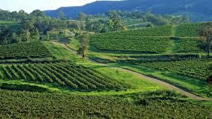 #Pinot Noir Producers Hunter Valley  Vineyards Australia