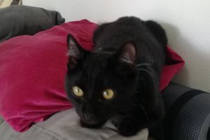FIDJI s'appelle PIXIE - chaton femelle noire très belle - née le 26 mai 2017 - ADOPTEE