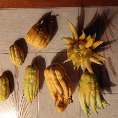 Mains de bouddha - février 2025...