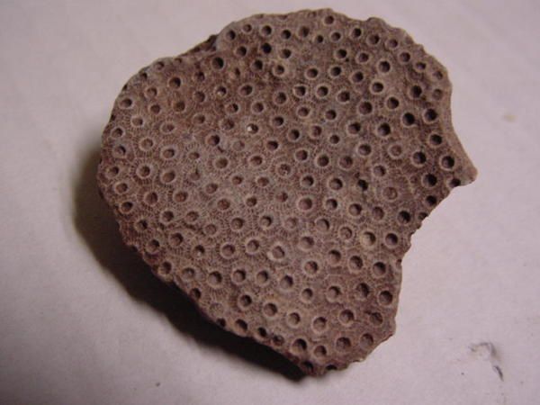 <p>
Les principaux fossiles que l'on peut découvrir dans un rayon de 30 kilomètres autour de Couvin.
</p>
<p>
Phil "Fossil"
</p>