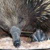 Echidna