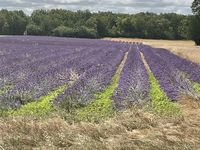 La Beauce entre Chartres et Orléans - @Pierre