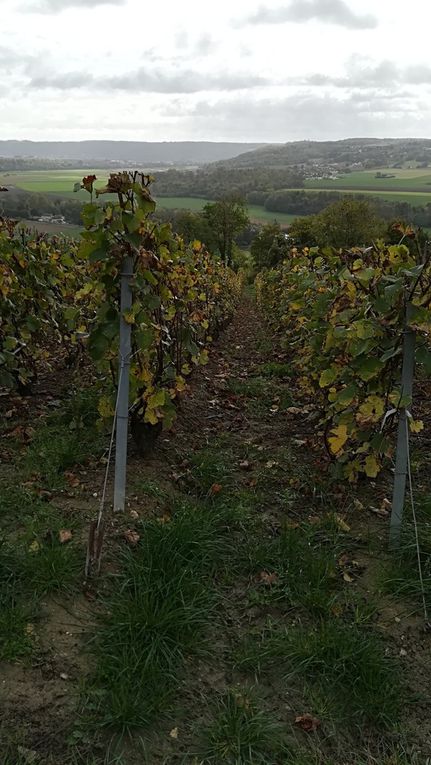 679. Dimanche 22 Octobre, les vignes du Pays Fertois.