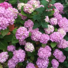 Mes magnifiques hortensias !