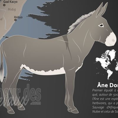Âne Domestique, têtu parce qu'il aurait confiance qu'en lui-même