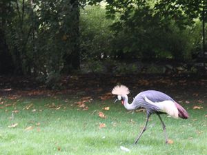 Zoo de Beauval : les oiseaux