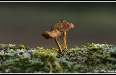 Champignons surgelés.