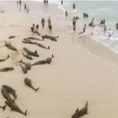 136 dauphins retrouvés morts sur une plage du Cap-Vert (VIDEO)
