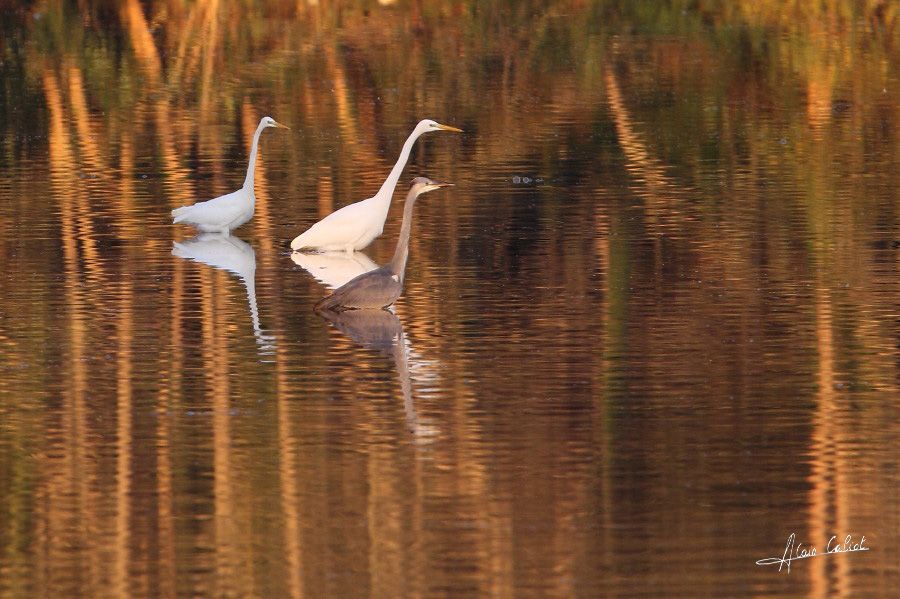 Grande aigrette