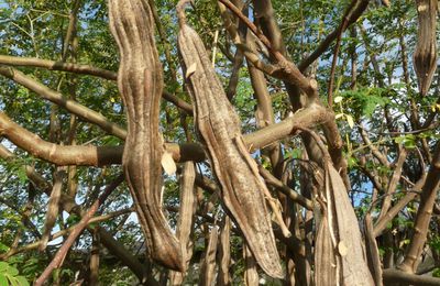 Moringa drouhardii Jum., un arbre pachycaule de la région de Tuléar
