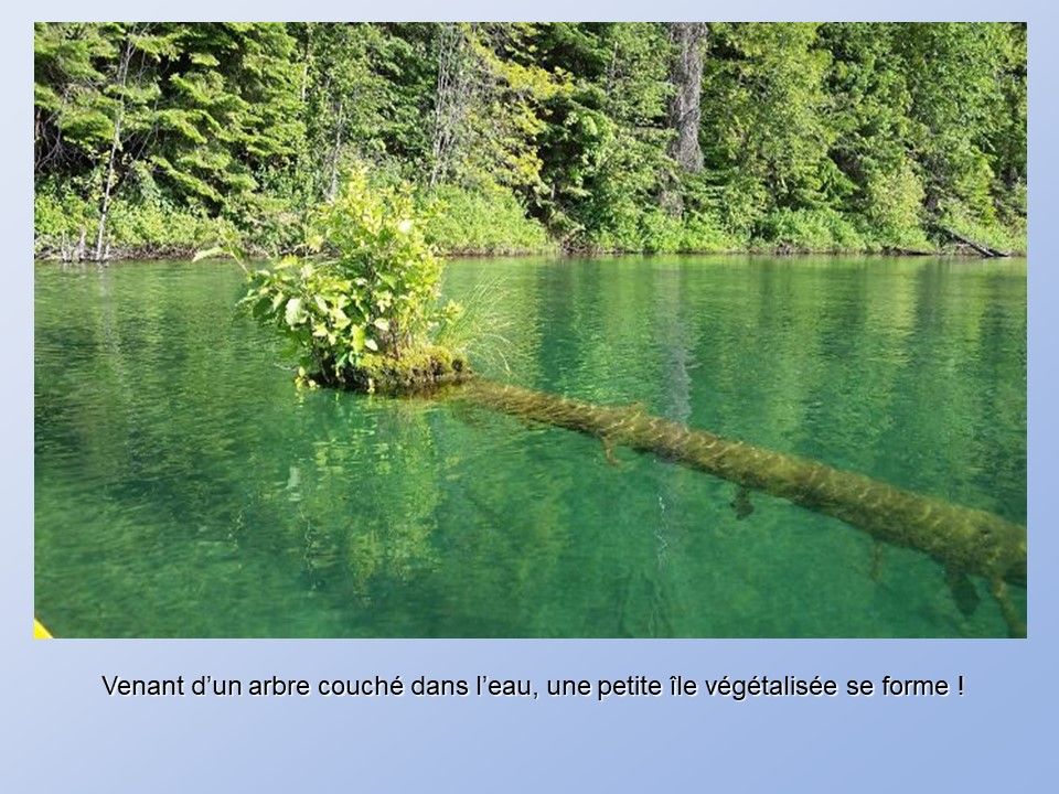 Divers - Arbre voulant vivre