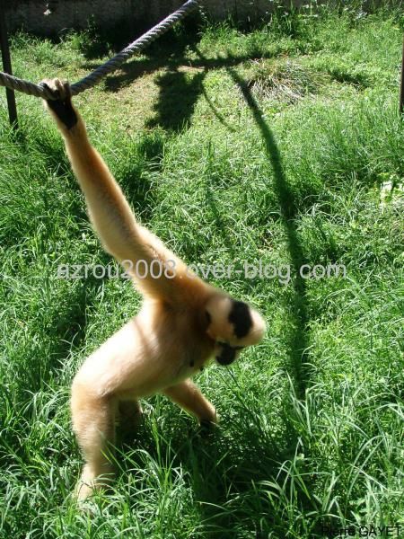 capucins moines (Cebus capucinus) et bruns (Cebus apella), gibbons, lemurs, tamarins et marmosets