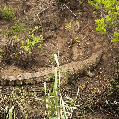 Crocodile à St Lucia