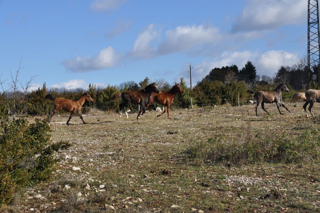 les chevaux , du poulain à la compétition...