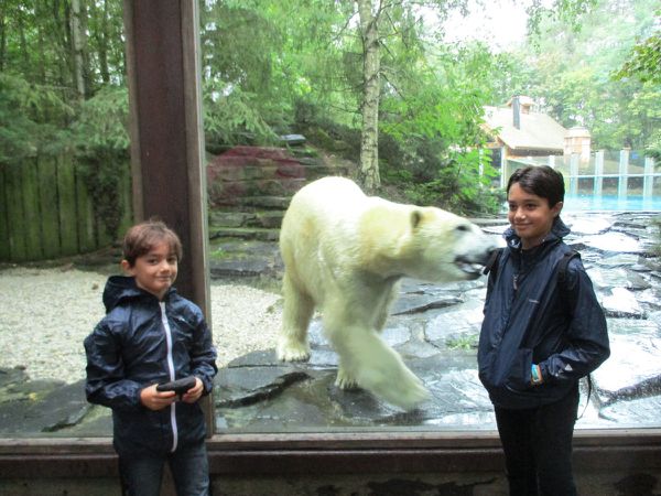 ours polaire: attention Cyp, tu te fais croquer l'épaule!