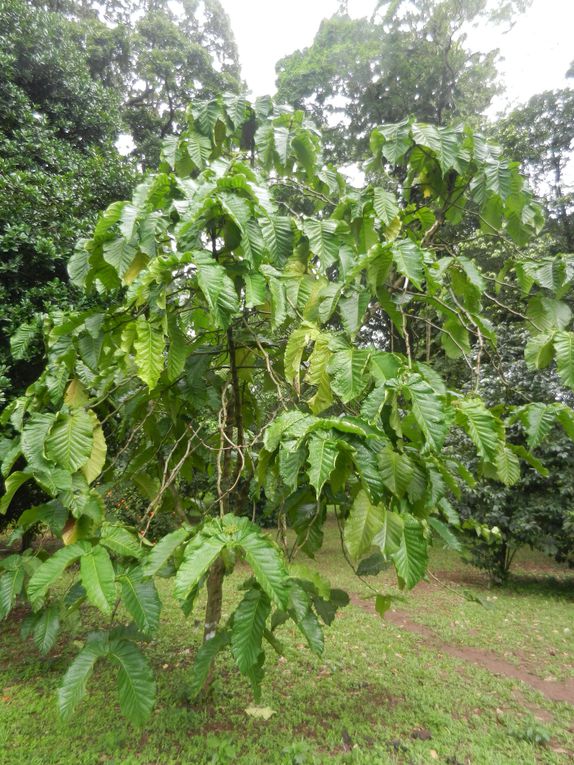 Limbé et ses plages, son parc botanique, son centre de la faune, son activité. Buea base pour le Mont Cameroun et le pont M'Fundi base pour le Nigeria