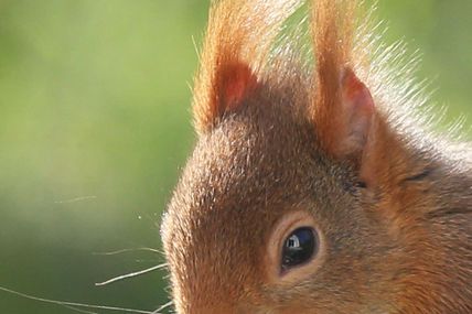 Petit écureuil roux au jardin ...