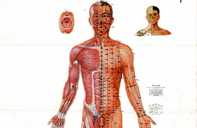 Puntos anatomicos de acupuntura