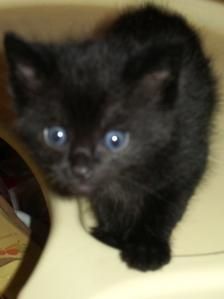 Diabolo, chaton noir (fils de Minette)