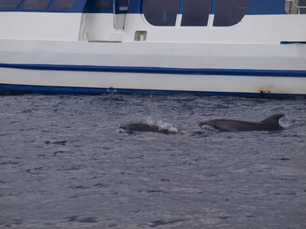 Grands dauphins 
Population residente,
Tenerife, Iles Canaries
Espagne